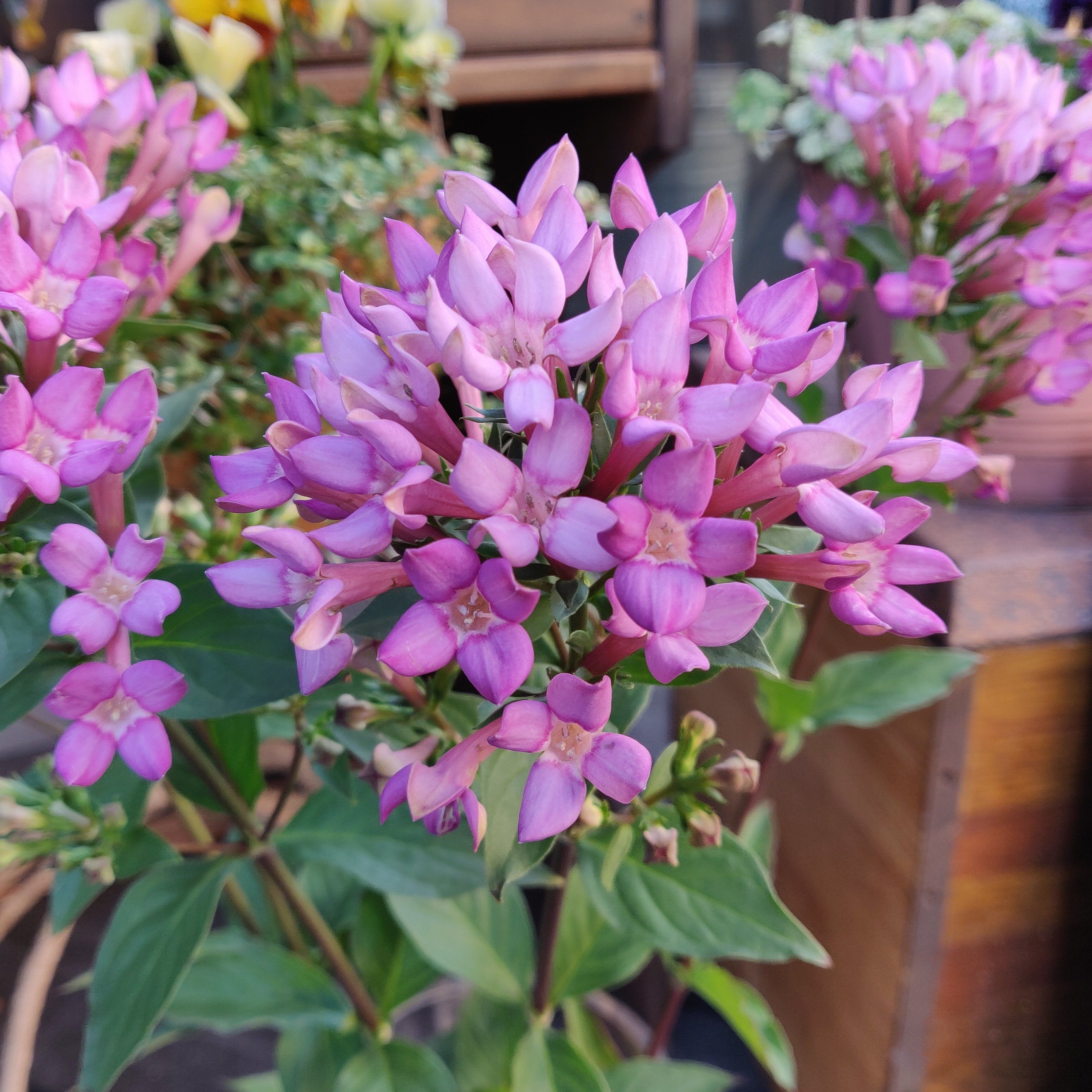 Forest De Florist Saturdayvibes Flowers Bouvardia ブバリア ブバルディア 花は咲く 花写真 Tlを花で一杯にしよう 卒業式 送別会 花束 宗像市 福津市 花屋 T Co Sliocxcerl Twitter