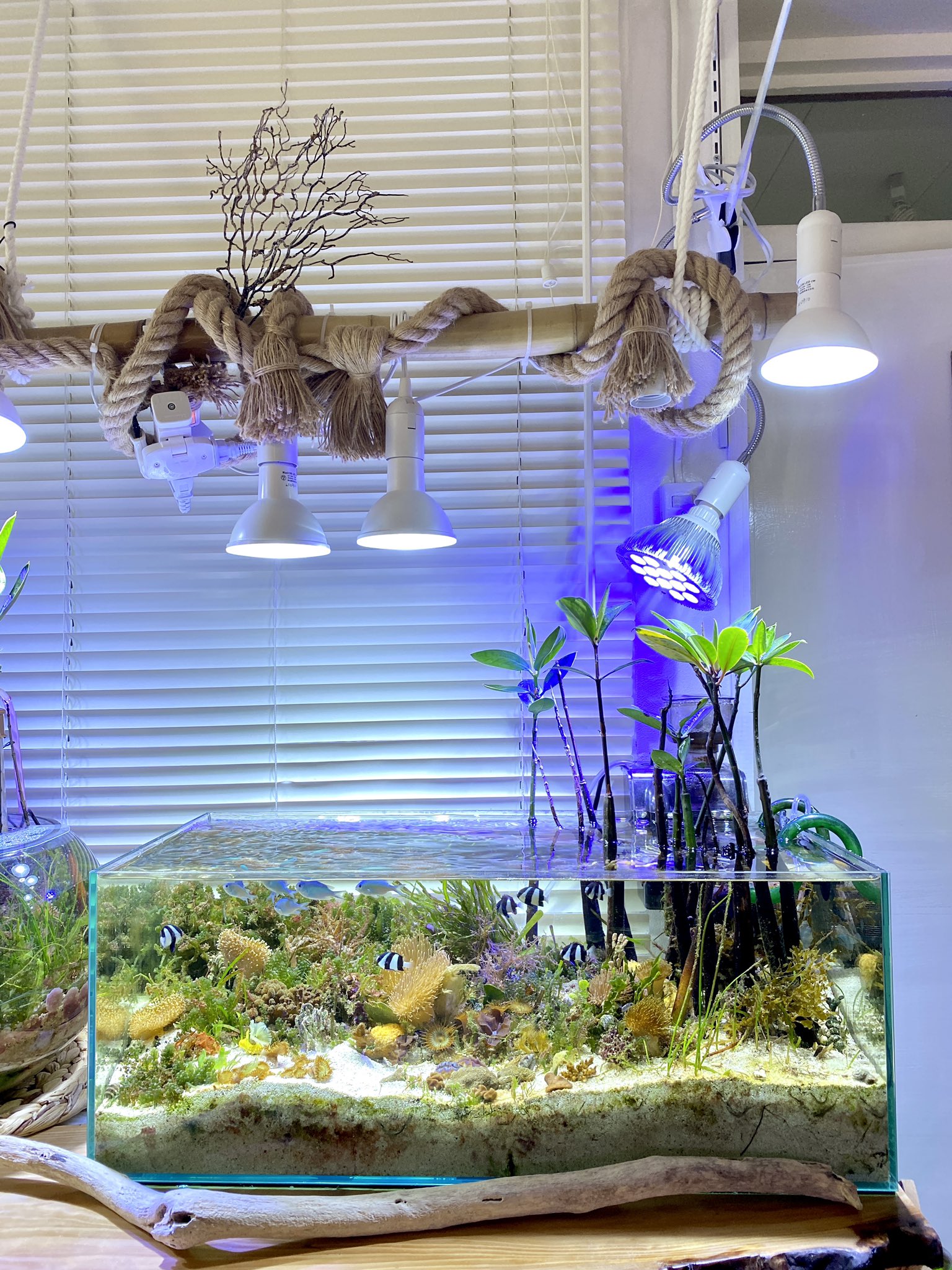 Sonoアクアプランツファーム Sono Aqua Pfm Twitter