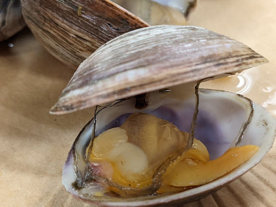 潮干狩りのアサリじゃない貝シオフキガイを美味しく食べる方法