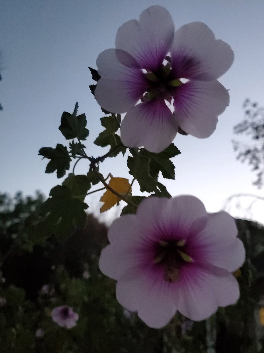 ryanfoland's tweet photo. Some fun pics I took on our Friday evening walk.

I saw nature being artistic.

It was refreshing to get away from the computer screen!

#FridayVibes https://t.co/Enmb1E1Uzb