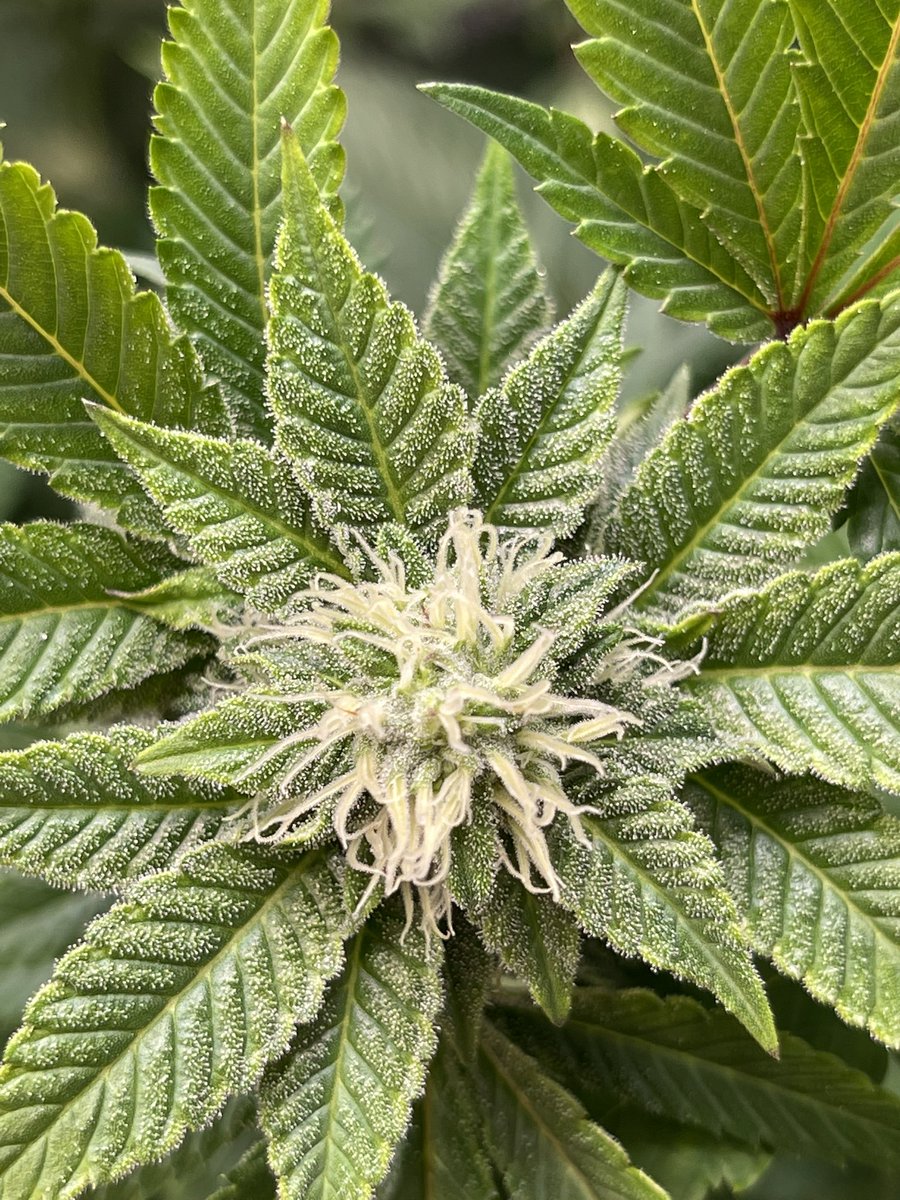 betweenmytweets's tweet photo. #CannabisCommunity #CannabisGrower #GreenCrack https://t.co/Vtt7Ltc6LP