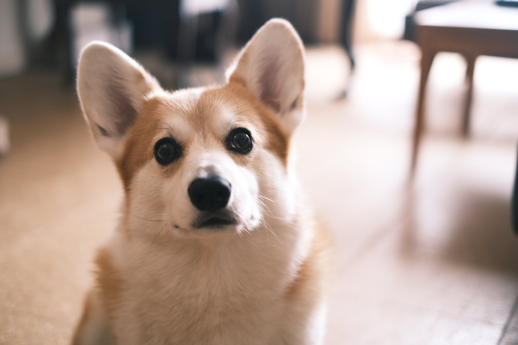 ガブちゃん Gabrielthecorgi Twitter