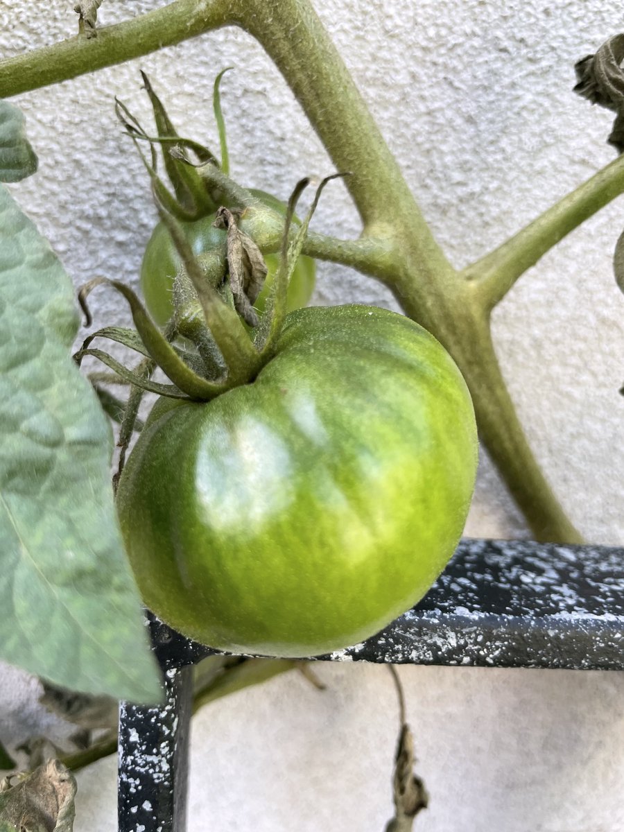 hipstergeddon's tweet photo. So I can grow green things in the garden : but ๐
ainโt turning Red ? Is that a soil thing ? #fitzroyfarmlife https://t.co/RMFrbKn9Eo