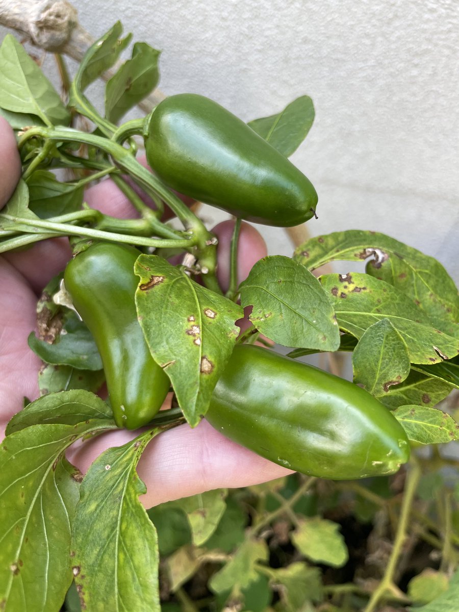hipstergeddon's tweet photo. So I can grow green things in the garden : but ๐
ainโt turning Red ? Is that a soil thing ? #fitzroyfarmlife https://t.co/RMFrbKn9Eo