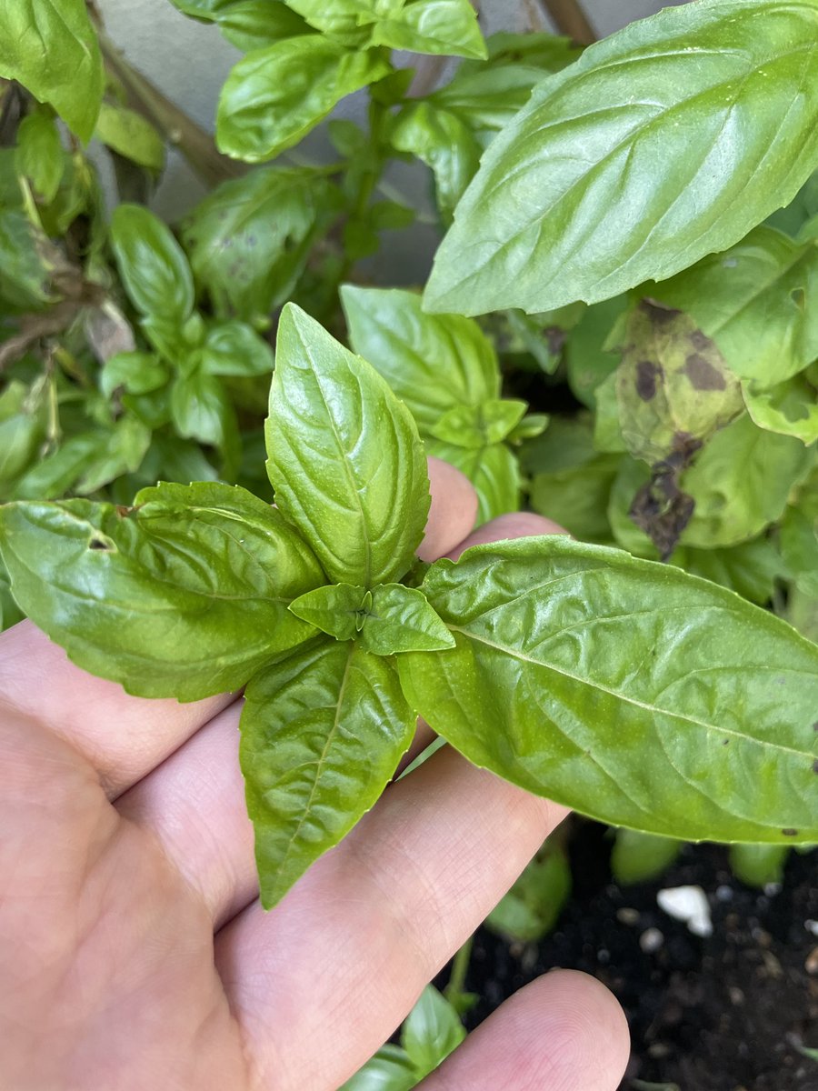 hipstergeddon's tweet photo. So I can grow green things in the garden : but ๐
ainโt turning Red ? Is that a soil thing ? #fitzroyfarmlife https://t.co/RMFrbKn9Eo