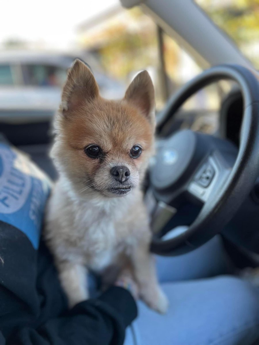 Pandapawsrescue's tweet photo. Everyone send Pearl good luck! She’s in for surgery today! Then the next step is a dental soon! #pandapawsrescue #AdoptDontShop #surgery #Pearl https://t.co/DxOxgkEOMg