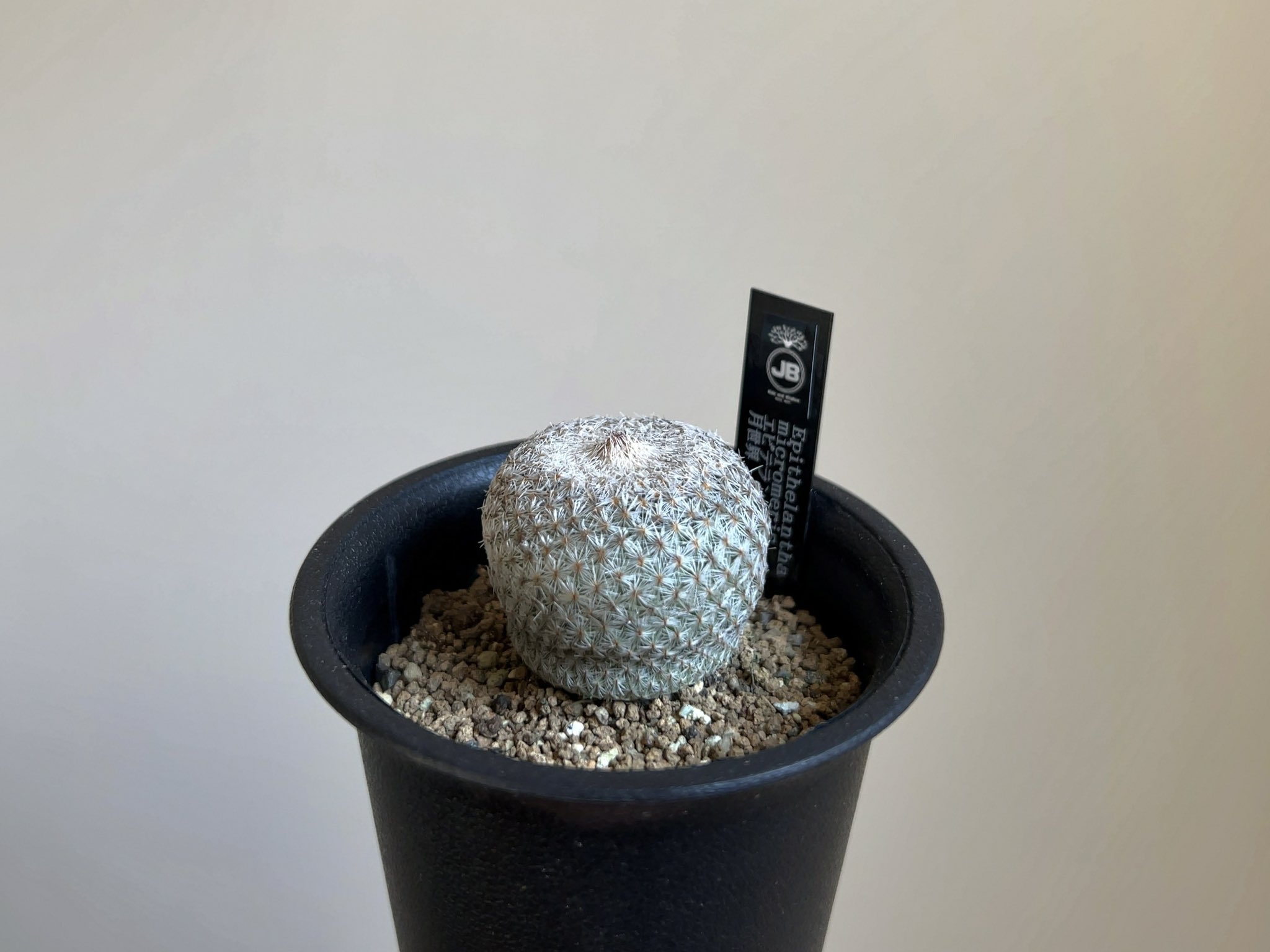Epithelantha Twitter Search Twitter