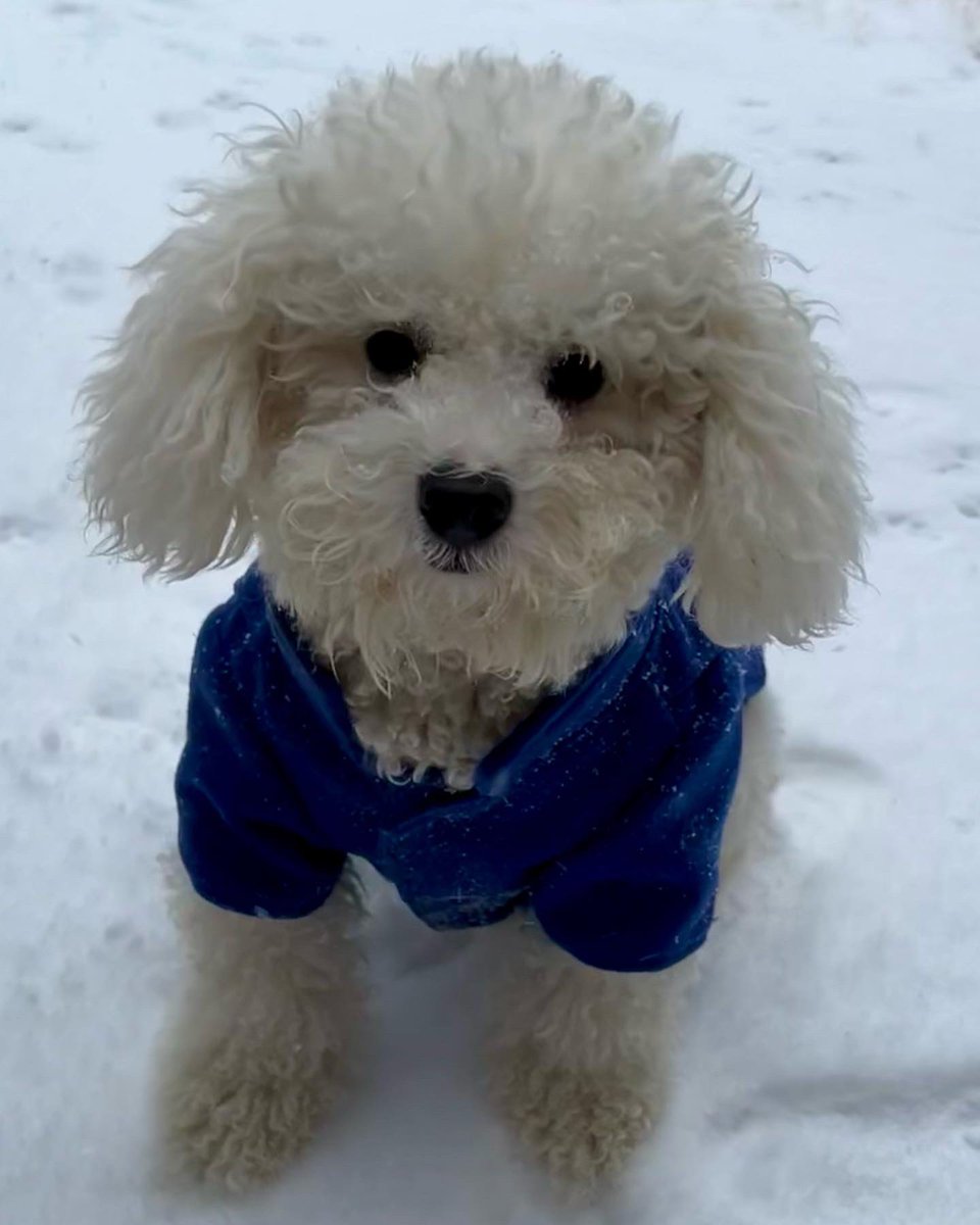 ChinhDoan's tweet photo. ๐ถ Bruce the Bichon usually doesnโt like the cold and snow (like his mama), but today, he learned to embrace it.
Check out this snowy photoshoot. โ๏ธ
Which pic is your favorite? ๐ฅฐ
#tulsawx #okwx #tulsapets #okpets #oklahomapets #tulsadogs #okdogs #oklahomadogs #bichonfrise https://t.co/i9pbdQabcY