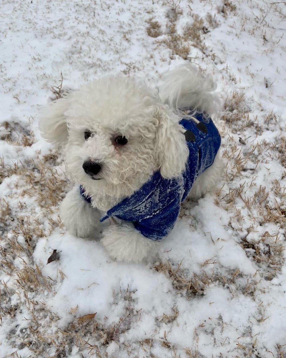 ChinhDoan's tweet photo. ๐ถ Bruce the Bichon usually doesnโt like the cold and snow (like his mama), but today, he learned to embrace it.
Check out this snowy photoshoot. โ๏ธ
Which pic is your favorite? ๐ฅฐ
#tulsawx #okwx #tulsapets #okpets #oklahomapets #tulsadogs #okdogs #oklahomadogs #bichonfrise https://t.co/i9pbdQabcY