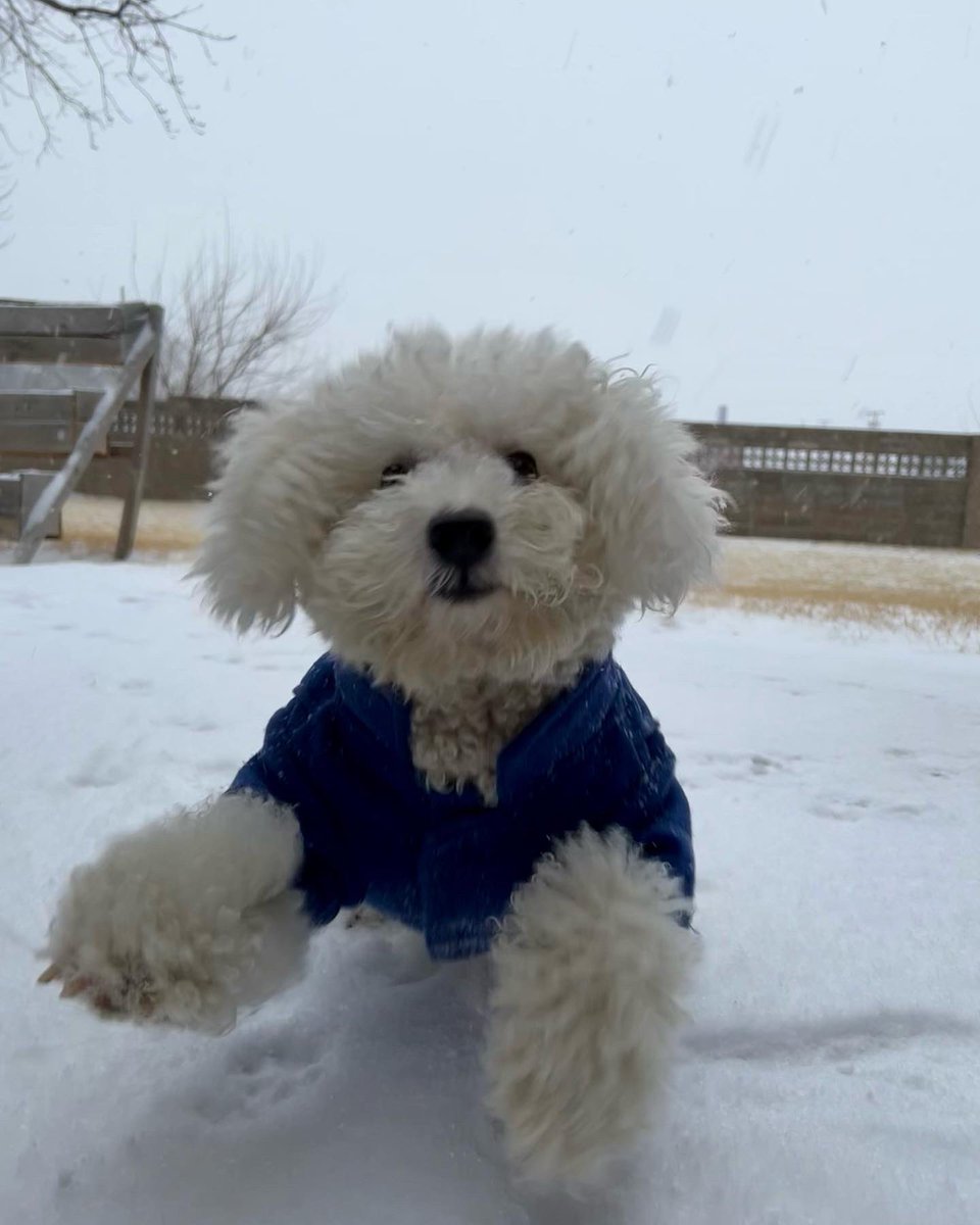 ChinhDoan's tweet photo. ๐ถ Bruce the Bichon usually doesnโt like the cold and snow (like his mama), but today, he learned to embrace it.
Check out this snowy photoshoot. โ๏ธ
Which pic is your favorite? ๐ฅฐ
#tulsawx #okwx #tulsapets #okpets #oklahomapets #tulsadogs #okdogs #oklahomadogs #bichonfrise https://t.co/i9pbdQabcY