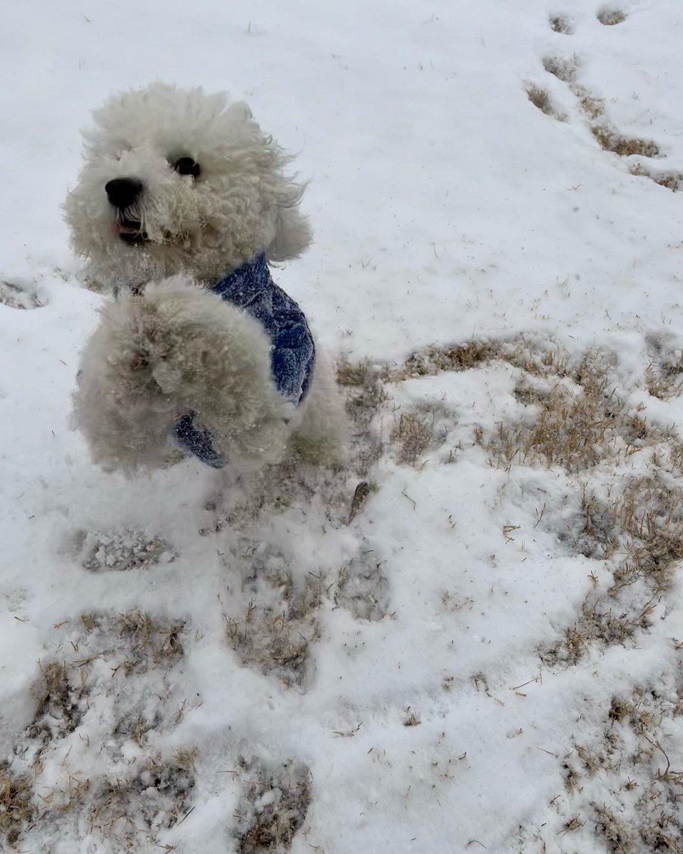ChinhDoan's tweet photo. ๐ถ Bruce the Bichon usually doesnโt like the cold and snow (like his mama), but today, he learned to embrace it.
Check out this snowy photoshoot. โ๏ธ
Which pic is your favorite? ๐ฅฐ
#tulsawx #okwx #tulsapets #okpets #oklahomapets #tulsadogs #okdogs #oklahomadogs #bichonfrise https://t.co/i9pbdQabcY