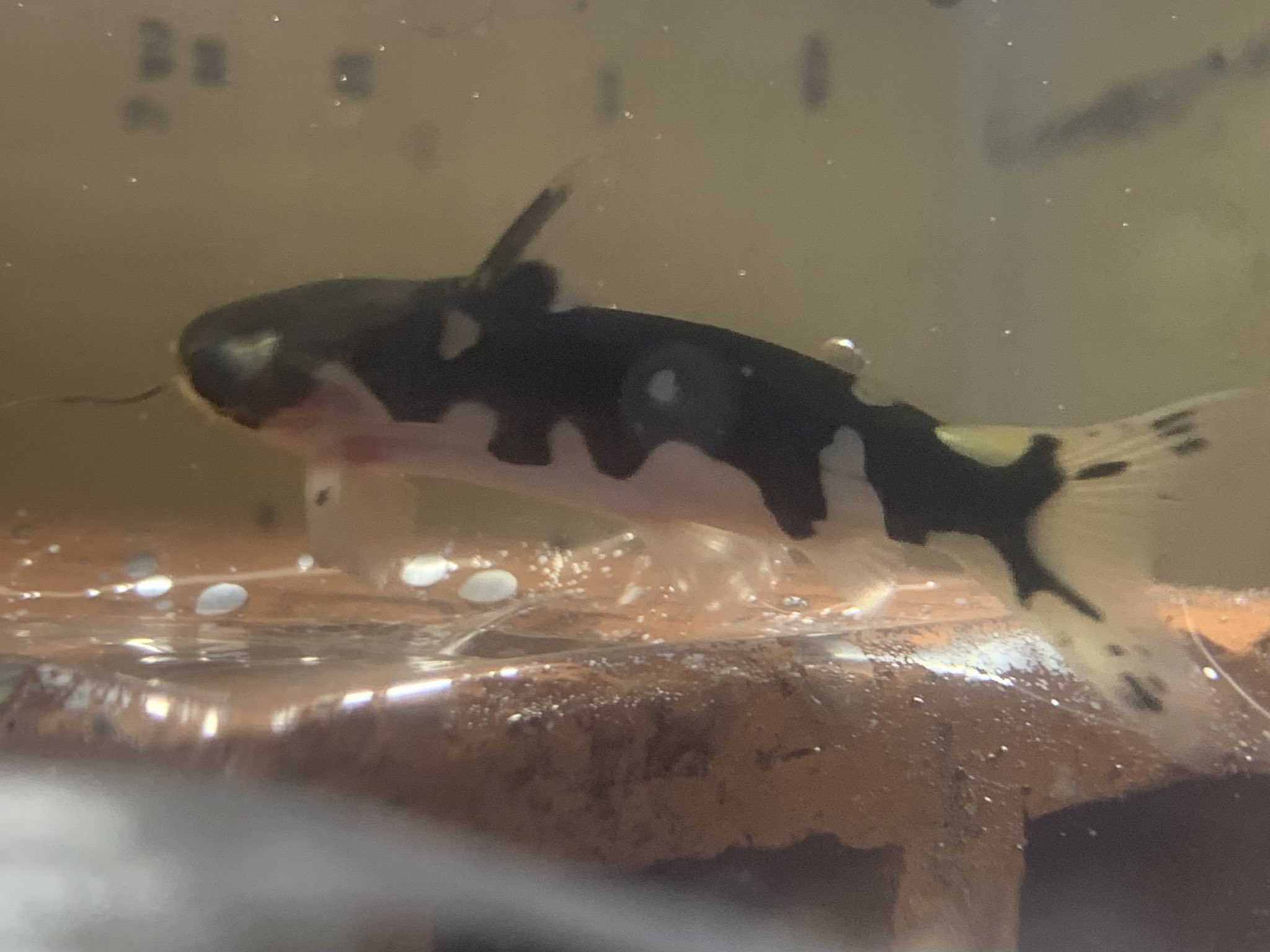 Uzivatel 小さな熱帯魚の店 レインボー 小虹 の人たち Na Twitteru ホルスタインタティア ヤムンダ産 可愛いダルメシアン柄の 小型ナマズです 南米ナマズ ナマズ 大阪熱帯魚 熱帯魚レインボー 筋トレ系熱帯魚屋 T Co 8ec3mt6nfa Twitter