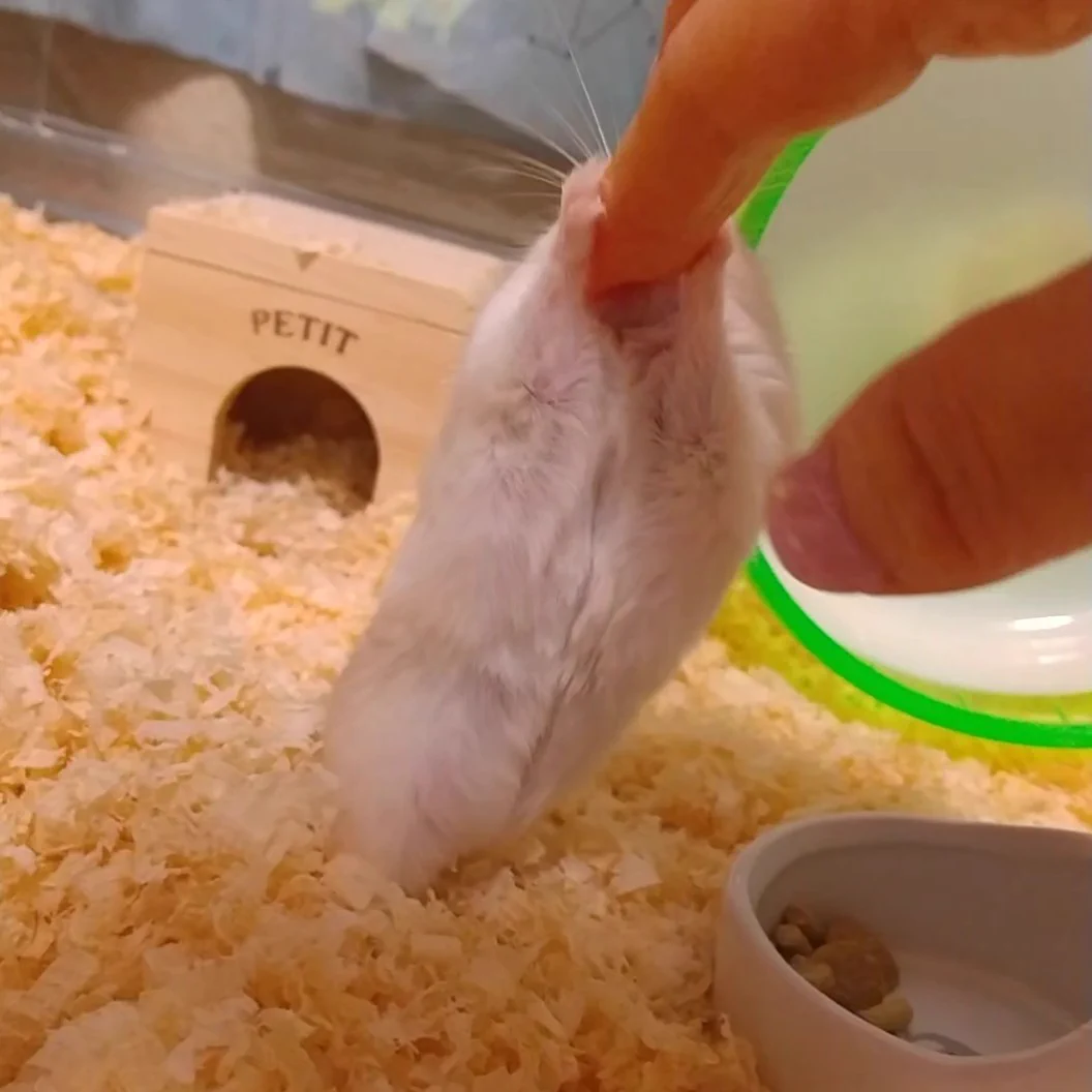 @nemone_2 同じですー！
うちのハムも、噛んで飼い主を威かく、ごはんを強奪して巣箱へダッシュします‼️でも可愛い✨ 