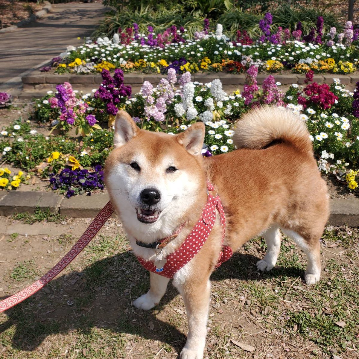 kinu_mine's tweet photo. ｲｯﾇの散歩で公園へ。桜もちらほら咲き始めて、ミモザその他色んな花も見頃だった🌸 https://t.co/Gkn2LrxyJe
