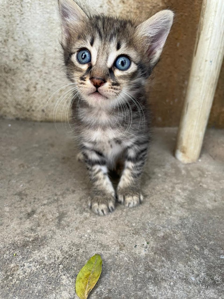 ArunHarsha27's tweet photo. These 3 cuties are up for adoption. Anyone who wants to adopt, please DM me. Kittens are 6 weeks old. #chennaite pls spread the word :)
Location: Alwarpet, Chennai
#KittensOfTwitter
#kittens #ForAdoption
#CatsOfTwitter #adoption #catsofchennai #chennai https://t.co/k9SNPOHO1b
