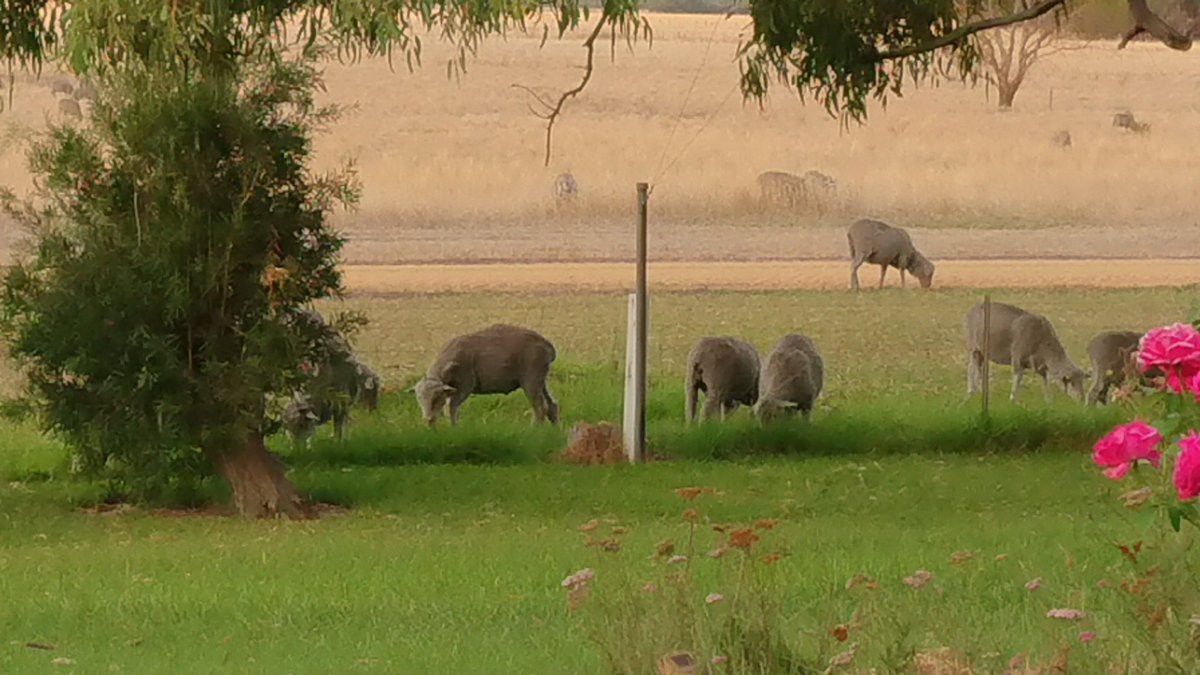 JanelleHockEd's tweet photo. @AndrewUphill Keeping the front paddock tidy https://t.co/RDASyqYzQA
