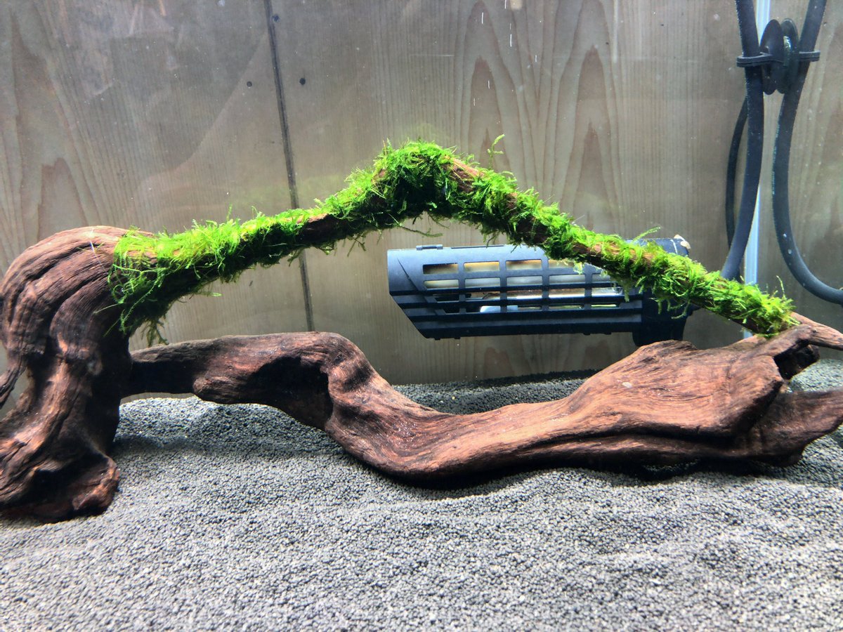 ebigen65's tweet image. ペットボトルの中に入れて2〜3年保存していた南米ウィローモス、半分位とけてたけどまだ使えそう。

あ、お久しぶりデス