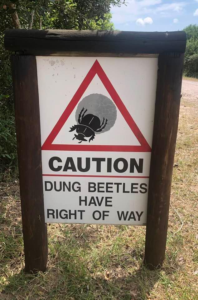 2AnimalsUnited's tweet photo. Have you ever seen a dung beetle moving dung? Such determination! 
Tembe Elephant Park in South Africa acknowledges how important they area, and prioritizes dung beetles over humans! We love it! #animalbehavior #SouthAfrica https://t.co/gsfeNOX3dS