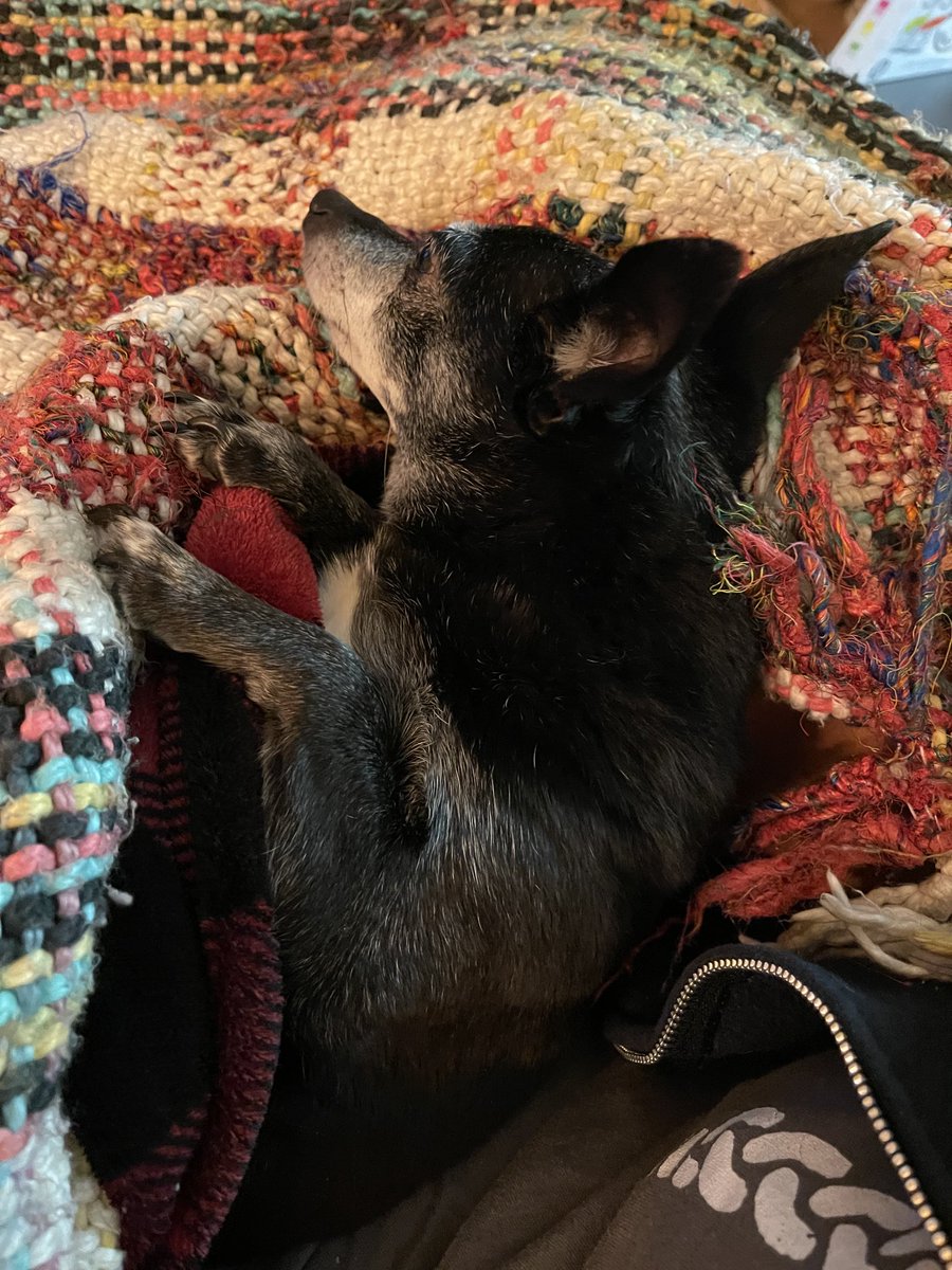 dragon_flygirl's tweet photo. This beautiful girl is my heart. I β€οΈher more every day, despite the tales she tells.I spoil her to make up for what was done to her b4.We donβt deserve dogs.Iβm so grateful every day that she lets me be her human. #gertiebaderginsburg #mywholeheart #4yrstogether #thosepaws https://t.co/fdLCdyBqTE