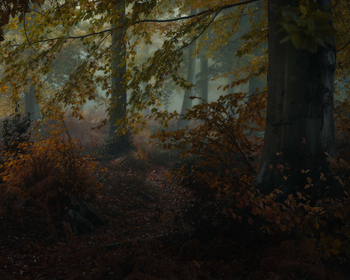 One from Autumn, kinda like the path. Great colour which is taken for granted whilst it’s here. Good to look back on images considered less impactful at the time of shooting, always a different outlook after passing of time. #landscapephotography #fujifilm