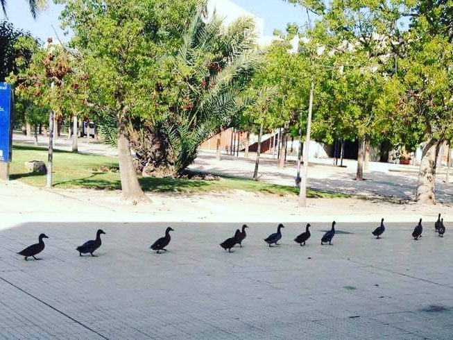 leandrosancheez's tweet photo. Ninguna duda de que los que han hecho la página web de paellas han sido ellos https://t.co/Jsh9iRISjS