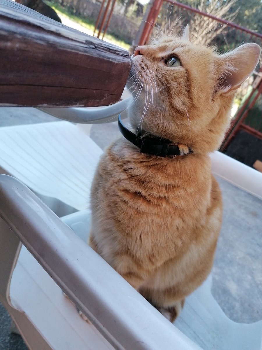 Da me netko voli kao sto ovaj macak voli ovaj stol 🙆