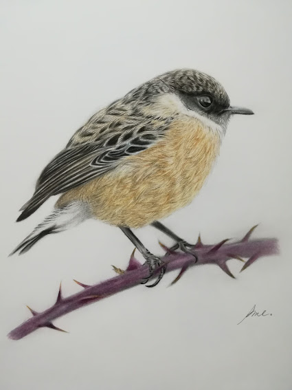 تويتر アメ على تويتر 今日も一日お疲れさまでした ようやく春って感じになりましたね 本日の過去絵はスズメちゃんです 色鉛筆画 すずめ 動物 イラスト T Co Z3jdp7rcok