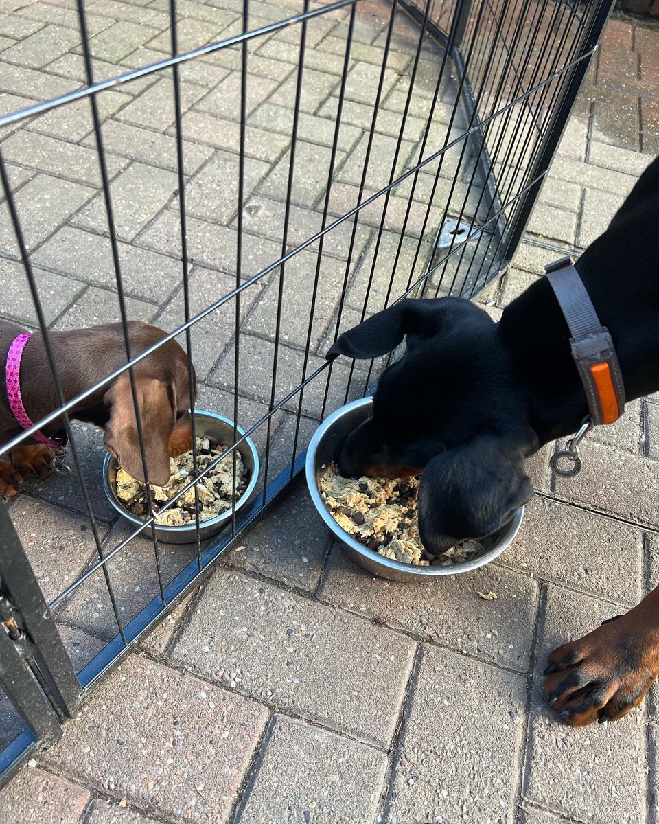 DogmannMartin's tweet image. Tallulah was resource guarding (RG) when other dogs were near her food. She now eats kibble or raw feed next to Tia and Romy. RG won’t go away. Ignoring it is a time bomb. Punishment will make it worse and will probably get you bitten. #resourceguarding #dachshund #dobermann