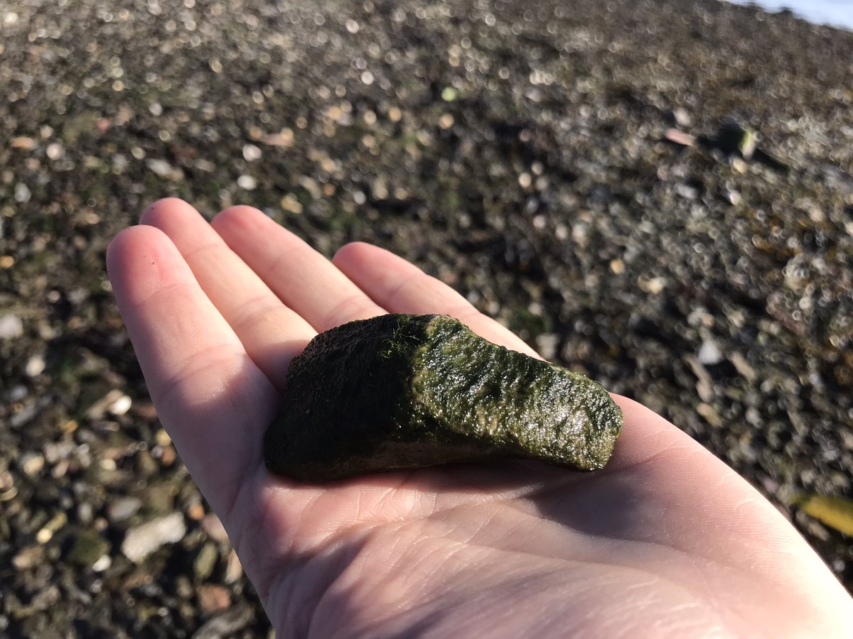 H_ParryWilson's tweet photo. My beautiful little secret (not any more)… the Plym estuary in #Plymouth is where I collect algae-covered pebbles to feed my experimental sea snails. 

Been coming here for >2.5 yrs; a haven for #birdwatching before a busy day begins…

#CalmPlace #PhdLife #HappySaturday https://t.co/KpCDkUtE34