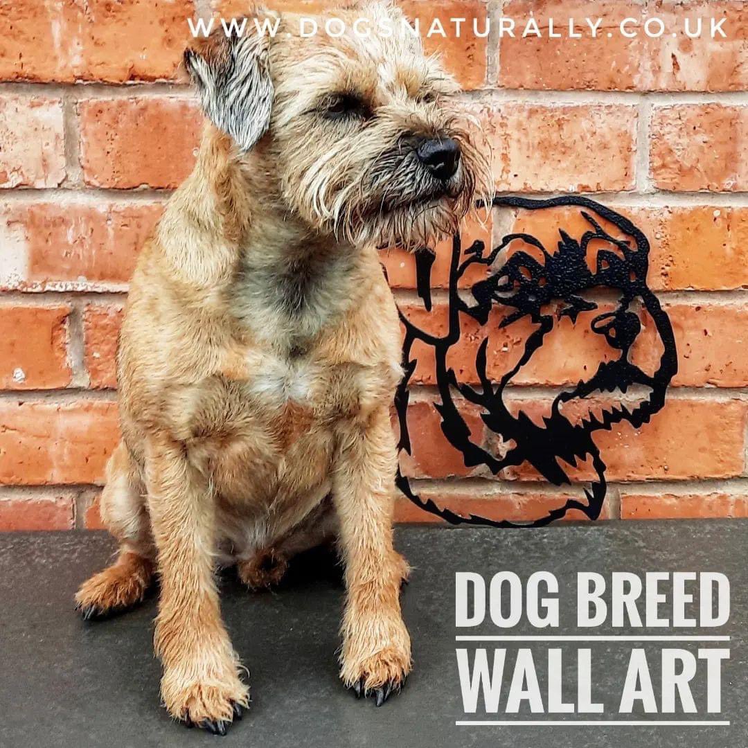 ReillyCripps's tweet photo. Lovely website for dog lover pressies - this one modelled by Minnie ❤️ https://t.co/6ZY6GruDFv