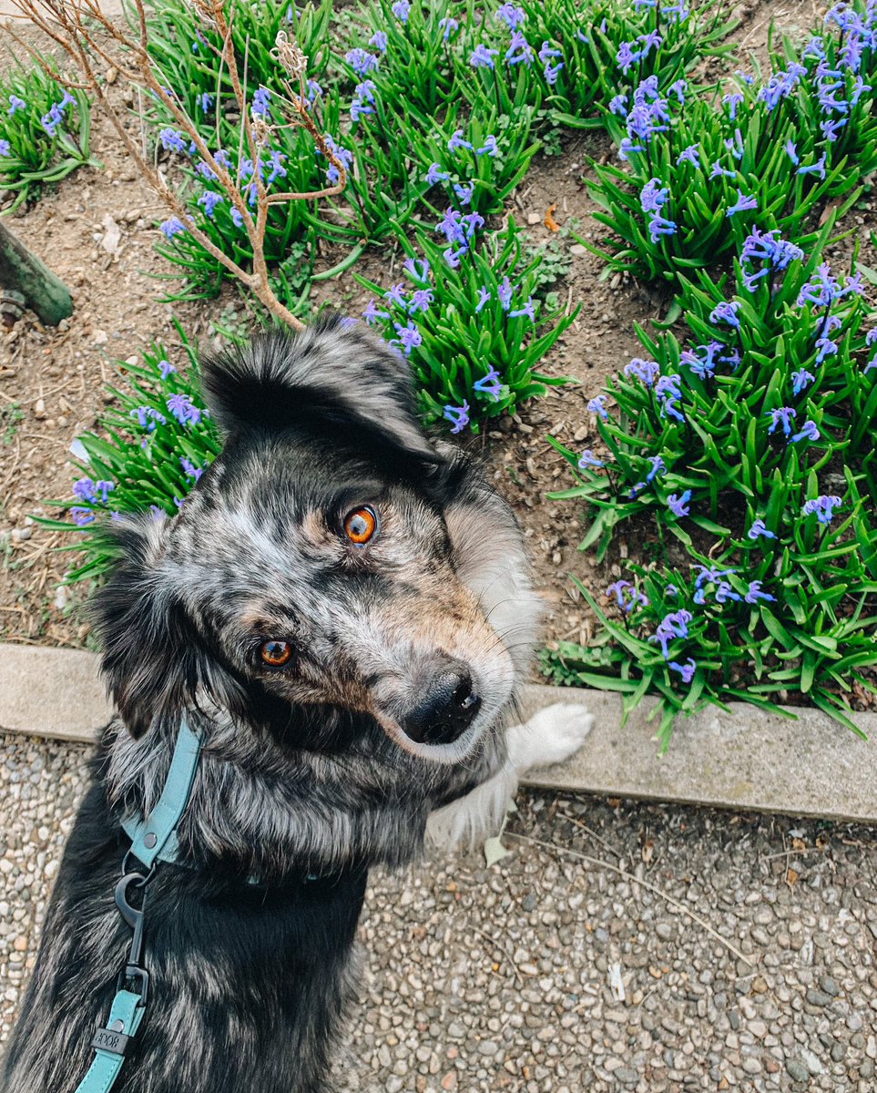 Cali_thesuperaussie tweet media