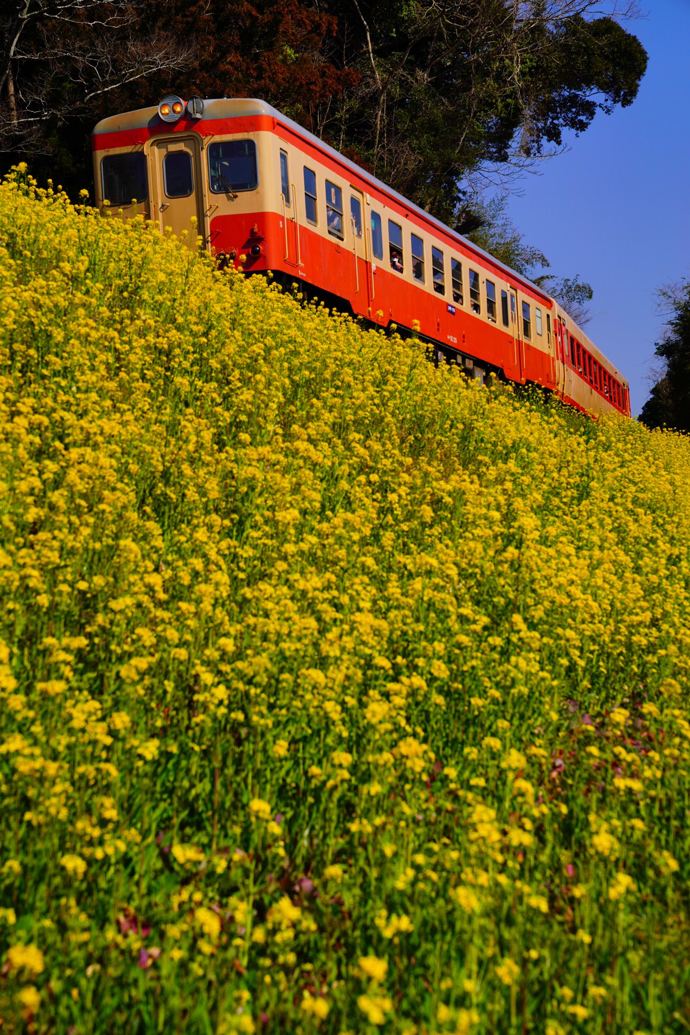 いすみ鉄道株式会社 公式 こんばんは 本日は ダイヤ改正 初日にふさわしい 一日快晴でしたね こちらのスポットは菜の花が見頃を 迎えております 沿線至るところで咲いて来ましたよー ぜひお越しくださいませ T Co Zwkmxvhzqy