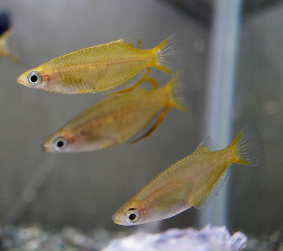 Suba Suba 1313 Twitter