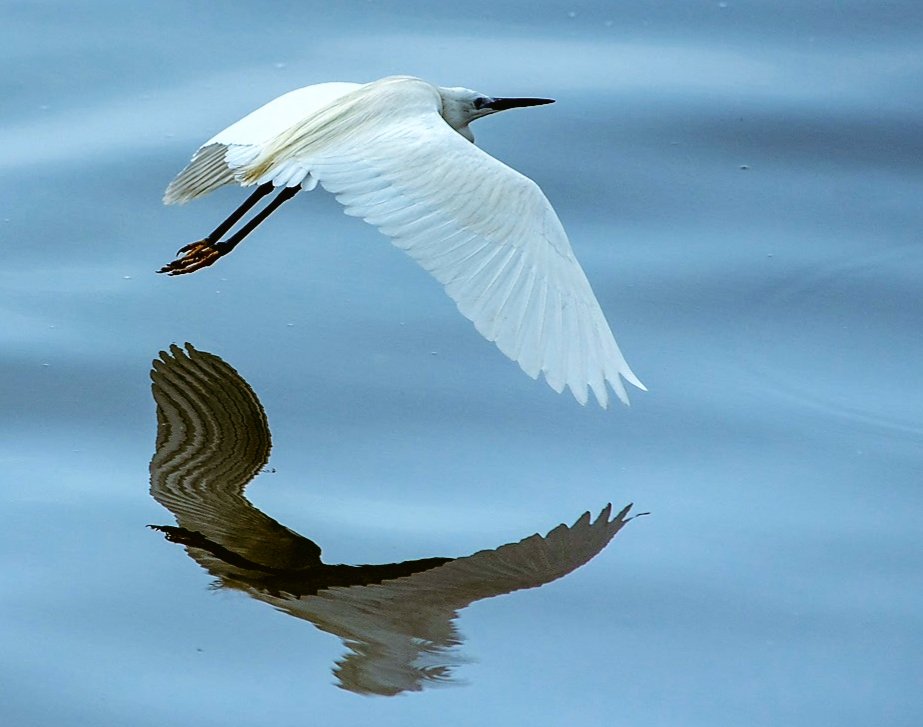 donfmchugh's tweet photo. Egret of the Day https://t.co/0uNG0dnzeJ