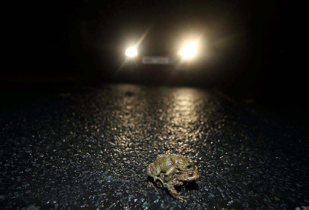If you are driving for the next few nights please watch out for amphibians migrating  to their breeding ponds. Lots of fatalities last night on the B4385 between Abermule and Montgomery.<a href="/MontWildlife/">Montgomeryshire WT</a> <a href="/OpenNewtown/">Open Newtown</a> <a href="/BISBrecon1/">Biodiversity Information Service (BIS)</a> <a href="/MontyHour/">Civic Society - Monty Hour</a> @VisitMontgomery <a href="/IoloWilliams2/">Iolo Williams</a>