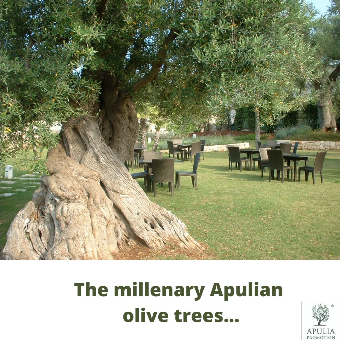 ApuliaPromotion's tweet image. #naturaltourism

apuliapromotion.com 
#pugliafood #mediterraneanfood #healthylifestyle #italiantourism #agrotourism #greentourism #olivetree #pugliatourism #greentourism