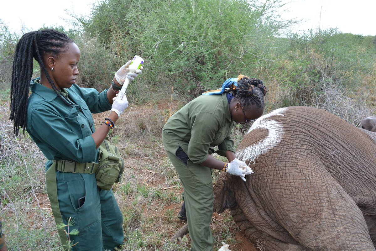 To the women breaking the mould in the world of wildlife conservation, securing and nurturing Kenya's diverse and distinct natural heritage for posterity. Your pivotal role is seen and recognized. #WomenInConservation #IWD2022