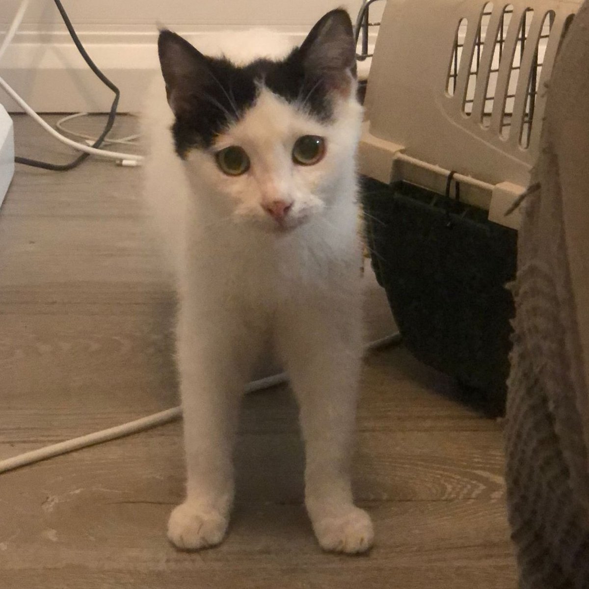 NuevaVidaAdop's tweet photo. #Madrid 
CORCHETE es SUPERmimosón,adora los mimos y las caricias
Es un tierno cachorrete de 5 meses en busca de #AdopcionResponsable para TODA la vida
Se entrega chipado,vacunado,desparasitado y testado en leucemia e inmuno
#cachorros #gatos #adopta
📩facenuevavida@gmail.com https://t.co/myf5zH9QTR