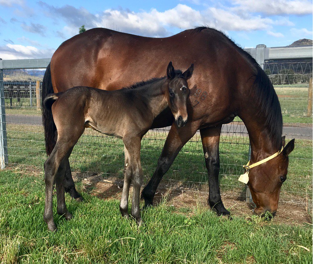 widdenstud's tweet photo. Widden Born and Raised #Duais gets her 2️⃣nd Group 1 winning the Australian 🏆@FlemingtonVRC for our clients Matthew Irwin and the Harris Family. A fantastic training performance for trainer @edancue and piloted perfectly by Josh Parr. #ValleyofChampions https://t.co/fyQJsDaSfB