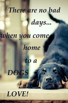 Berti_and_Ernie's tweet photo. Bad days made better by a dogs love. #dogsarelove https://t.co/EaDCLeSfpH