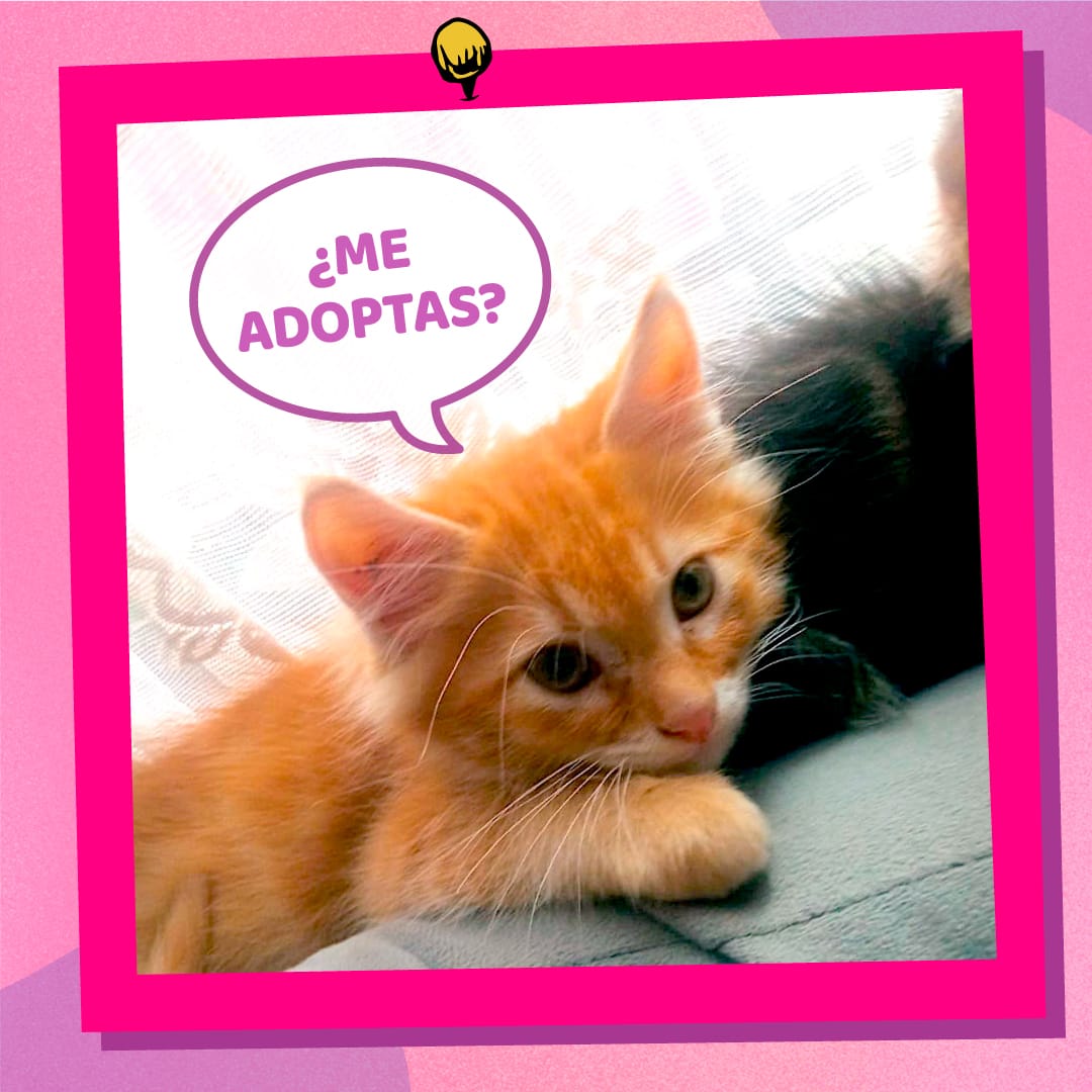 <a href="/jornadasguille/">Jornadas del Guille</a> nos vemos este domingo 13 en el <a href="/MallBarrioIndep/">Mall Barrio Independencia</a>