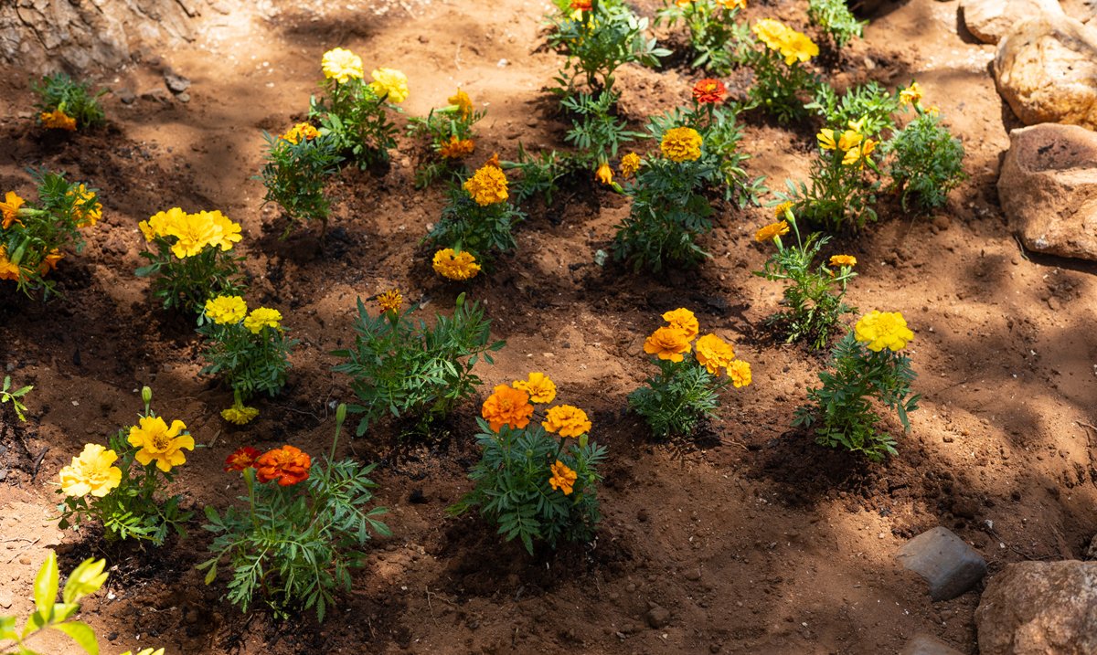 EcoTraining's tweet photo. #funwithflowers We had so much fun spending time with the pupils from Diphuty Primary school. 

In celebration of National Plant a Flower Day, EcoTraining chose this school for this exciting project. 🌻🌻🌻

#PlantaFlowerDay #EcoTraining #DiphutyPrimary https://t.co/SCArs9SxMe