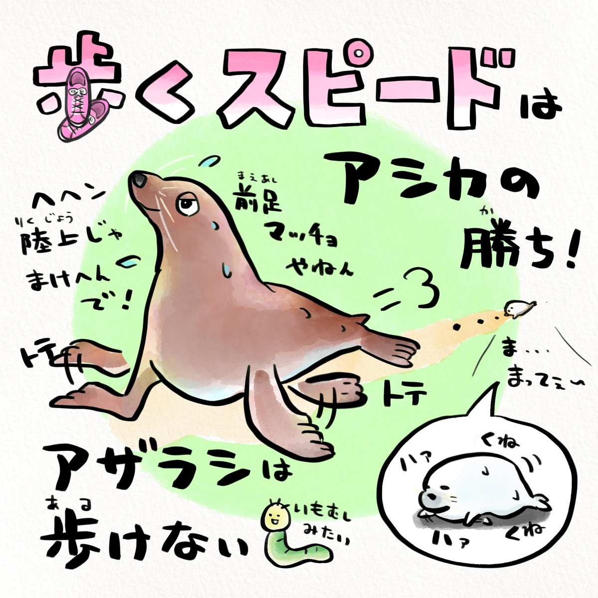 アシカとアザラシの見分け方は泳ぎ方, image size:1200x1200