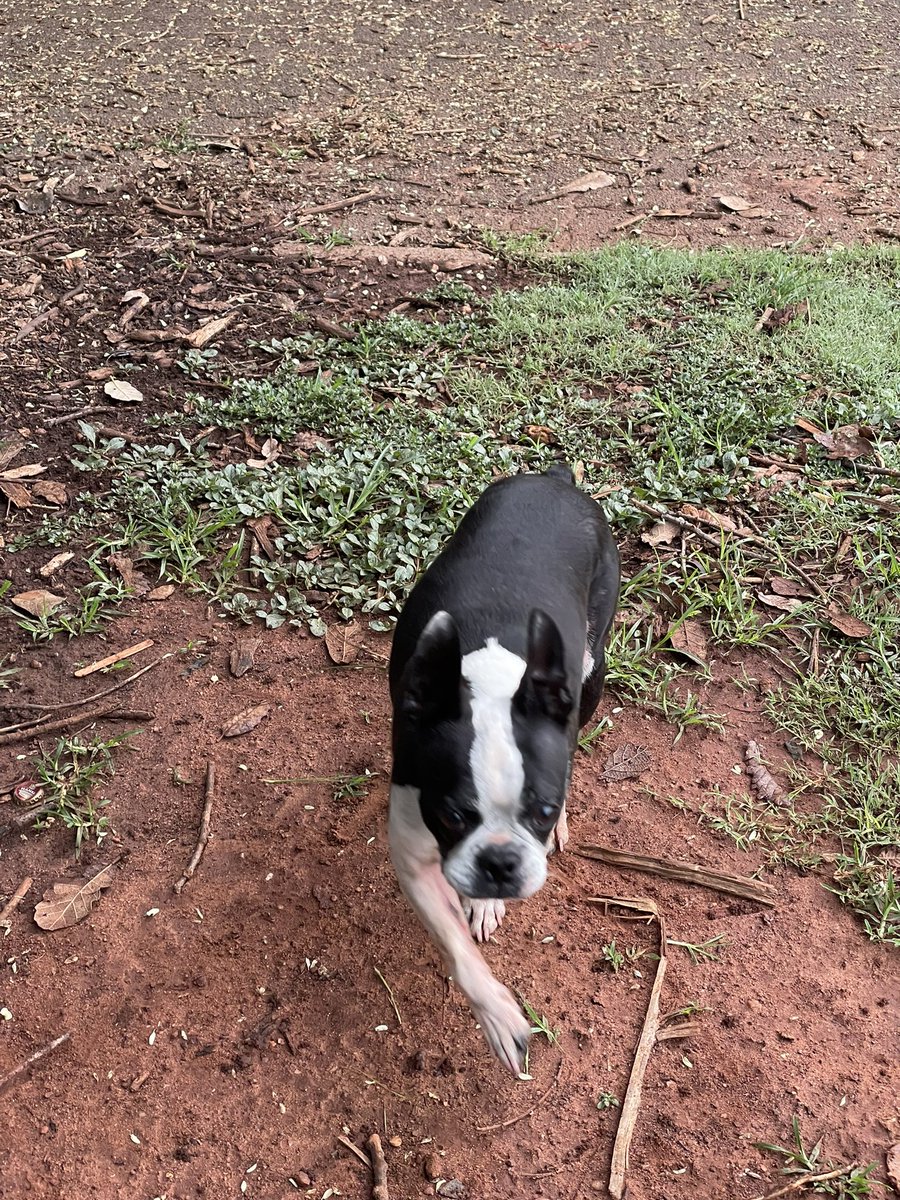 nas_diva's tweet photo. This morning a piece of the purest love I’ve ever known went to Heaven 💔 My little Archie The gentleman and cutest Boston Terrier that ever lived! I miss you already by bitter old man 💔💔💔😭😭😭 https://t.co/OSEADZxwSQ