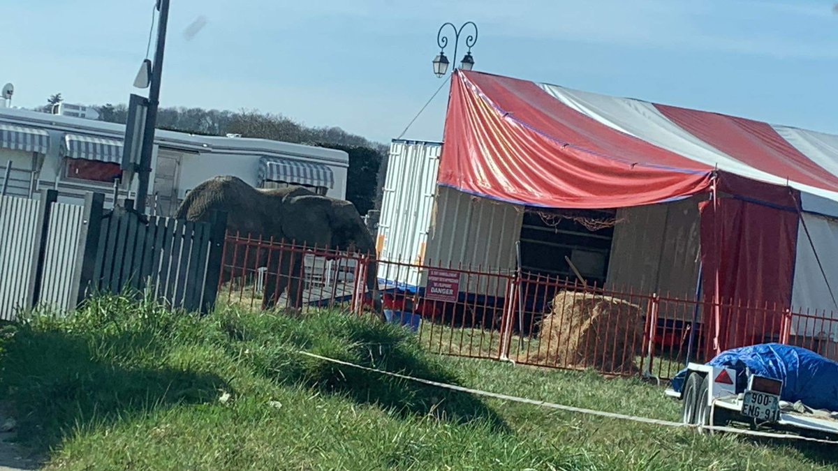 onevoiceanimal's tweet photo. Pendant ce temps-là, en région parisienne, Samba se décharne à vue d'œil. Qui peut sérieusement penser qu'elle sera encore vivante lorsqu'arrivera l'interdiction réelle des animaux sauvages dans les cirques... Quelle indignité ! #CirquesSansAnimaux #UnSanctuairePourSamba https://t.co/x725qBVfrQ
