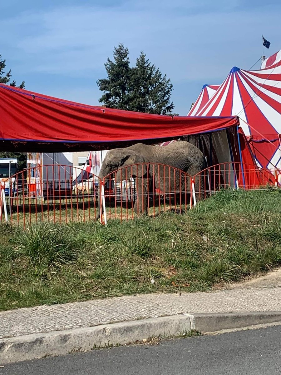 onevoiceanimal's tweet photo. Pendant ce temps-là, en région parisienne, Samba se décharne à vue d'œil. Qui peut sérieusement penser qu'elle sera encore vivante lorsqu'arrivera l'interdiction réelle des animaux sauvages dans les cirques... Quelle indignité ! #CirquesSansAnimaux #UnSanctuairePourSamba https://t.co/x725qBVfrQ