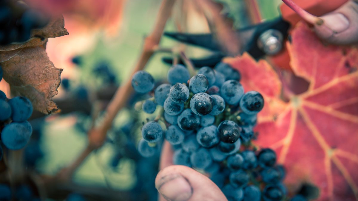 Knowing when to pick the grapes 🍇 

There are many decisions to be made by winemakers during vintage that affect the final wines that consumers get to enjoy.
 
How do we know when to pick our grapes each year? : bit.ly/3KqXGN4

#raidisestate #wine #blog