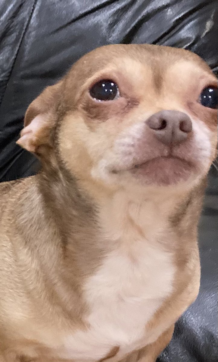 Chica the chihuahua and crew tweet media