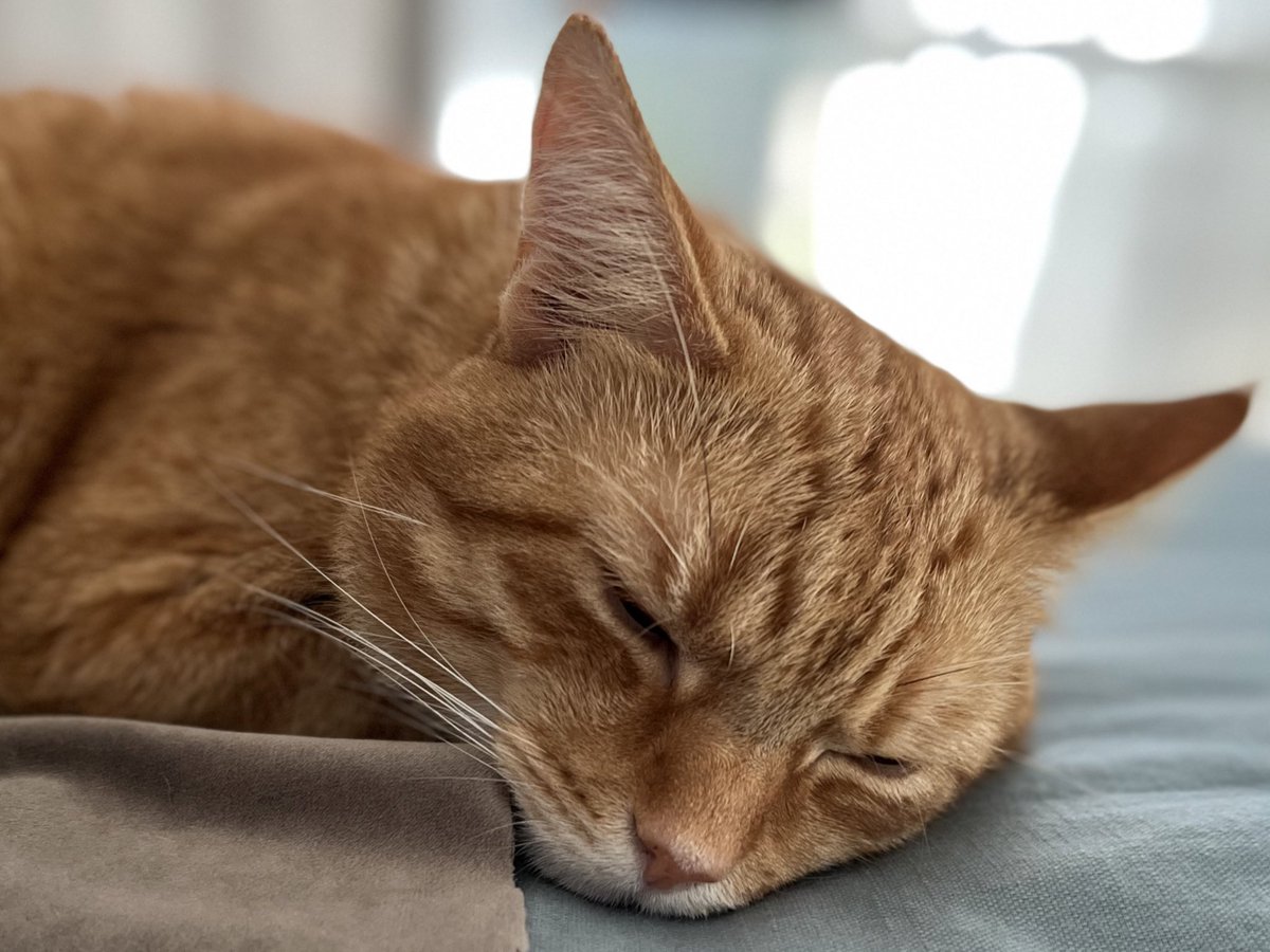 ginger_bobbie's tweet photo. Nap time 💤 https://t.co/v5BjIGTjHl