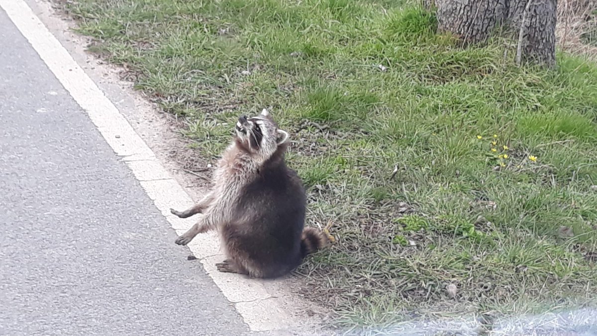 Heutzutage sehen Tramper wirklich anders aus 😜
#waschbär #racoon #funny #nature
